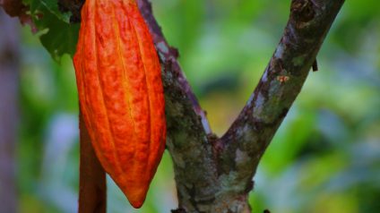 Rinnovabili • Sta finendo il cioccolato, la biodiversità incide sulla produzione di cacao insieme al clima