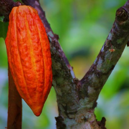 Rinnovabili • Sta finendo il cioccolato, la biodiversità incide sulla produzione di cacao insieme al clima