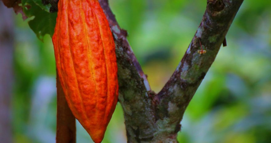 Rinnovabili • Sta finendo il cioccolato, la biodiversità incide sulla produzione di cacao insieme al clima