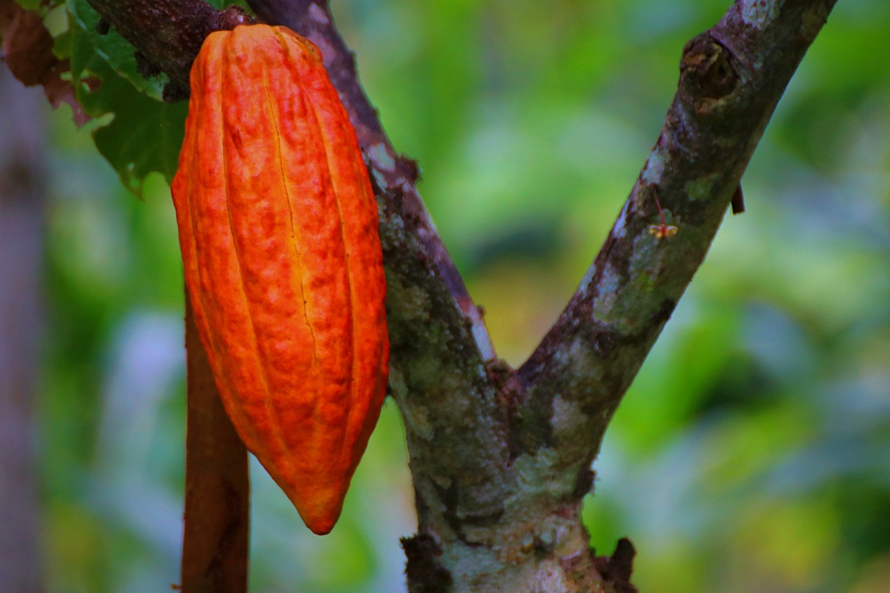 Sta finendo il cioccolato, la biodiversità incide sulla produzione di cacao insieme al clima