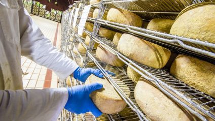 Rinnovabili • Idrogeno verde per produrre i formaggi sardi