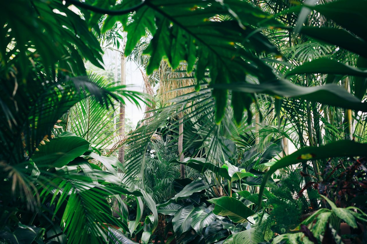 Rinnovabili • #PlantHealth4Life, piante sane in un Pianeta sano