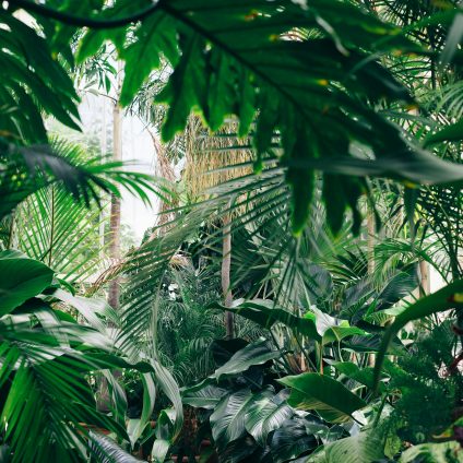 Rinnovabili • #PlantHealth4Life, piante sane in un Pianeta sano