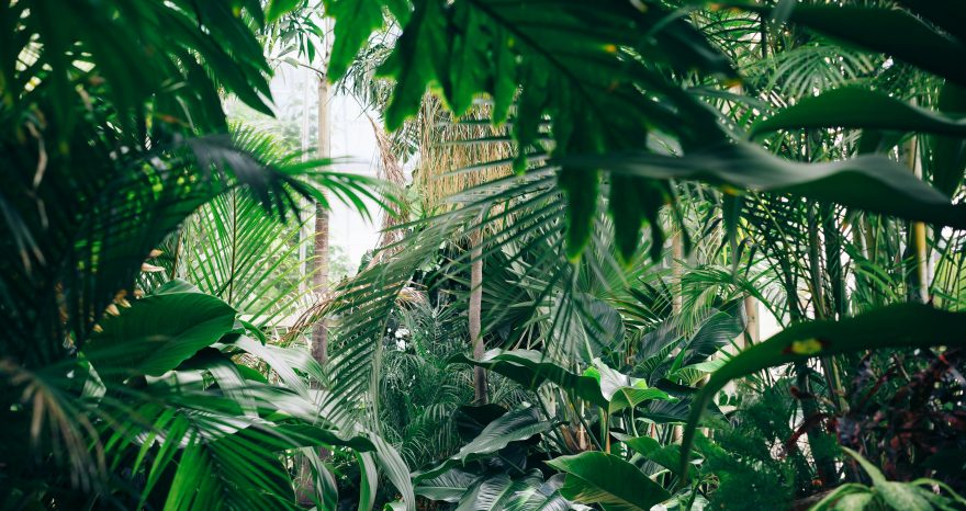 Rinnovabili • #PlantHealth4Life, piante sane in un Pianeta sano