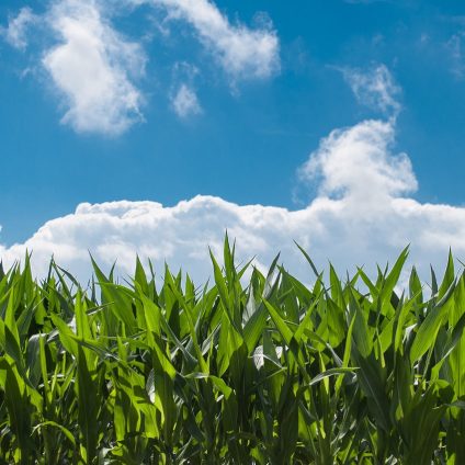 Rinnovabili • Proteggere il futuro delle colture dalle instabilità del clima
