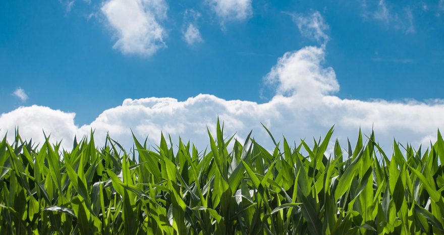 Rinnovabili • Proteggere il futuro delle colture dalle instabilità del clima