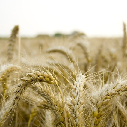 Rinnovabili • Cambiamento climatico e distribuzione spaziale delle colture alimentari