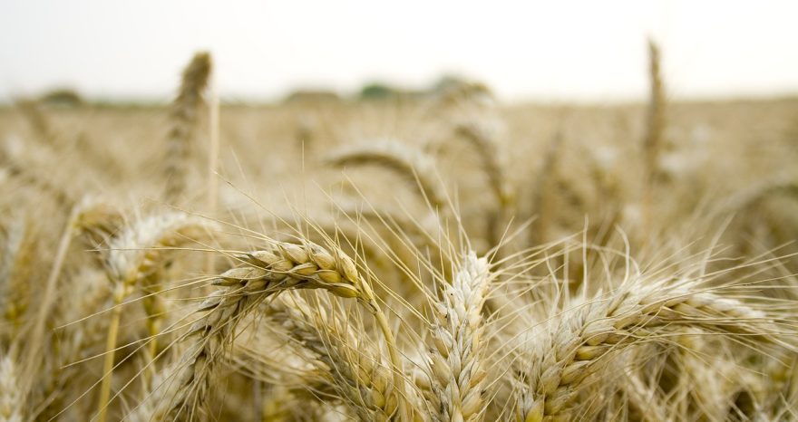 Rinnovabili • Cambiamento climatico e distribuzione spaziale delle colture alimentari