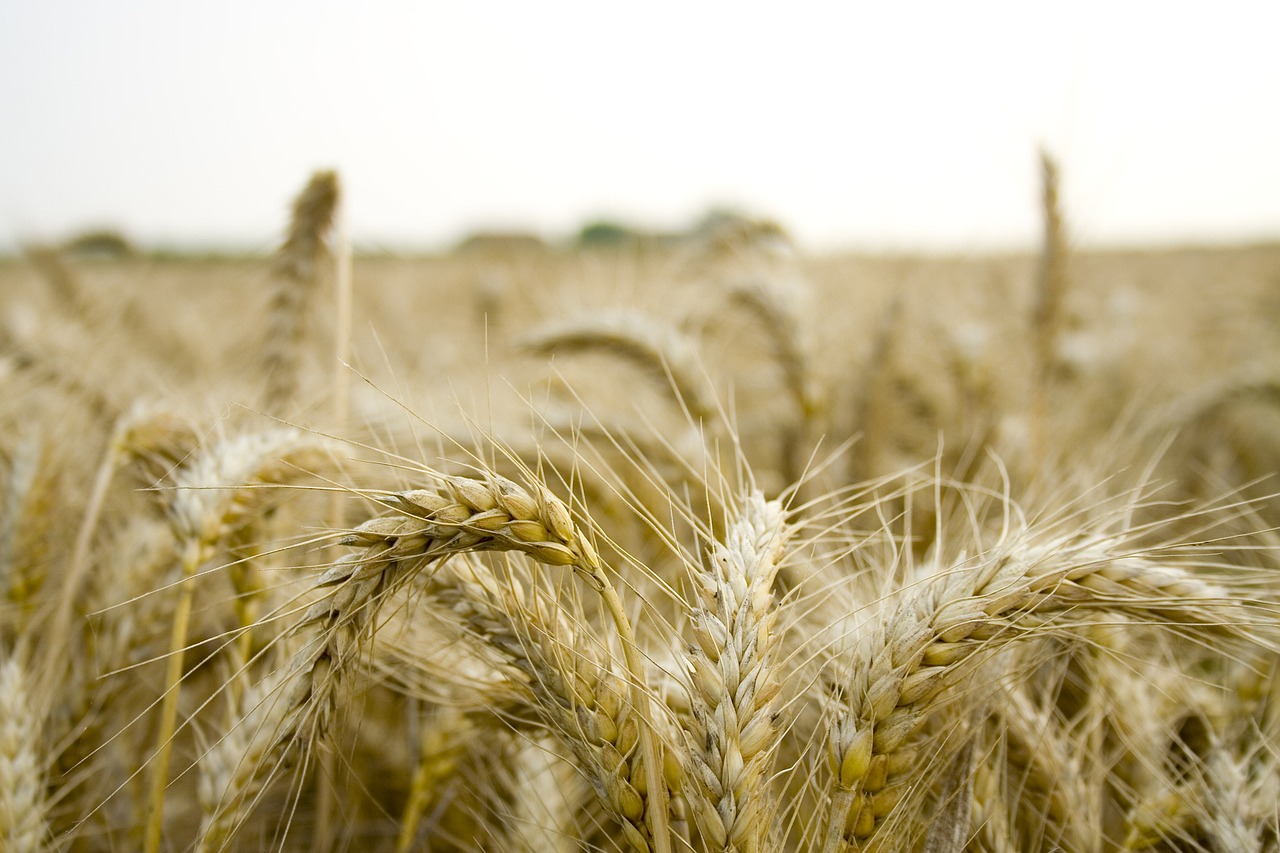 Cambiamento climatico e distribuzione spaziale delle colture alimentari
