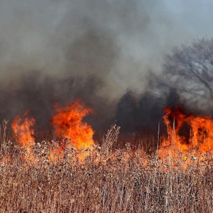 Rinnovabili • Copernicus: emissioni degli incendi boschivi, record in Corea del Sud, in calo nel Sudest asiatico