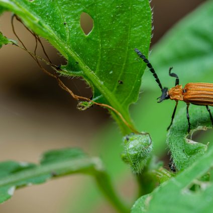 Rinnovabili • Controllo biologico dei parassiti per la biodiversità funzionale dei terreni agricoli