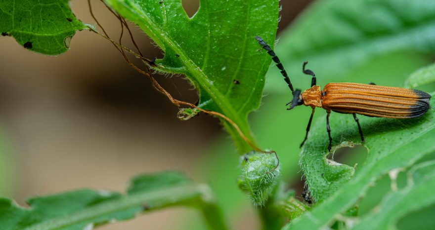 Rinnovabili • Controllo biologico dei parassiti per la biodiversità funzionale dei terreni agricoli