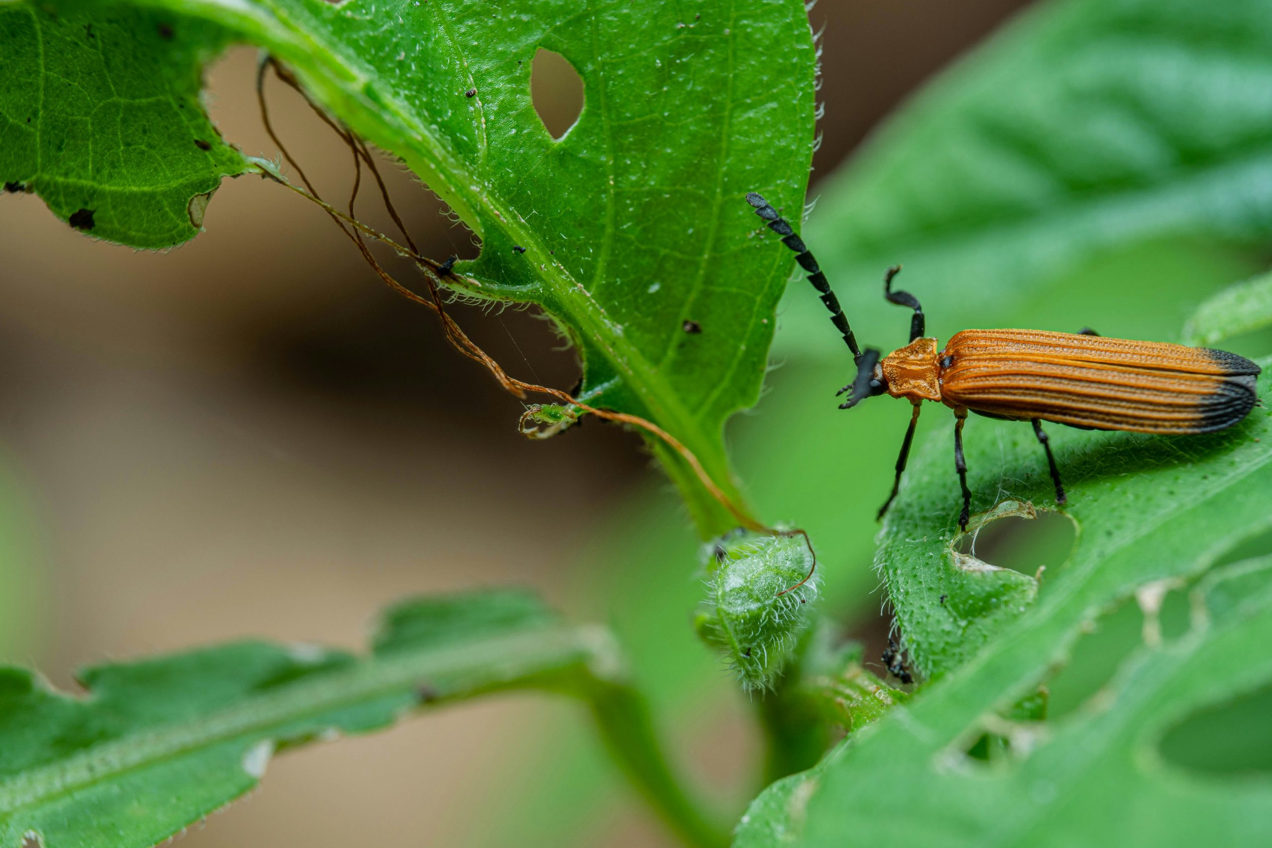 Controllo biologico dei parassiti per la biodiversità funzionale dei terreni agricoli