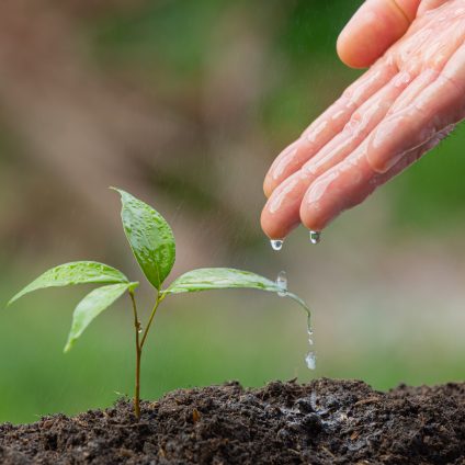Rinnovabili • Sostegno all’agricoltura e impatto ambientale, un’analisi dell’OCSE