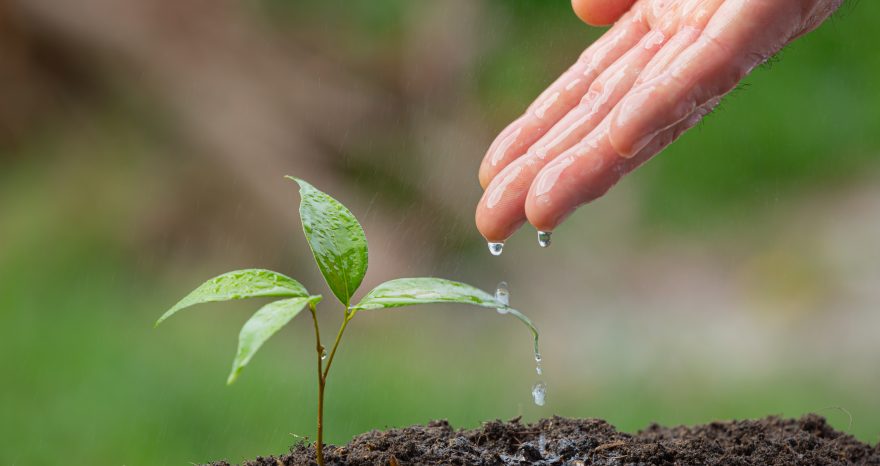Rinnovabili • Sostegno all’agricoltura e impatto ambientale, un’analisi dell’OCSE