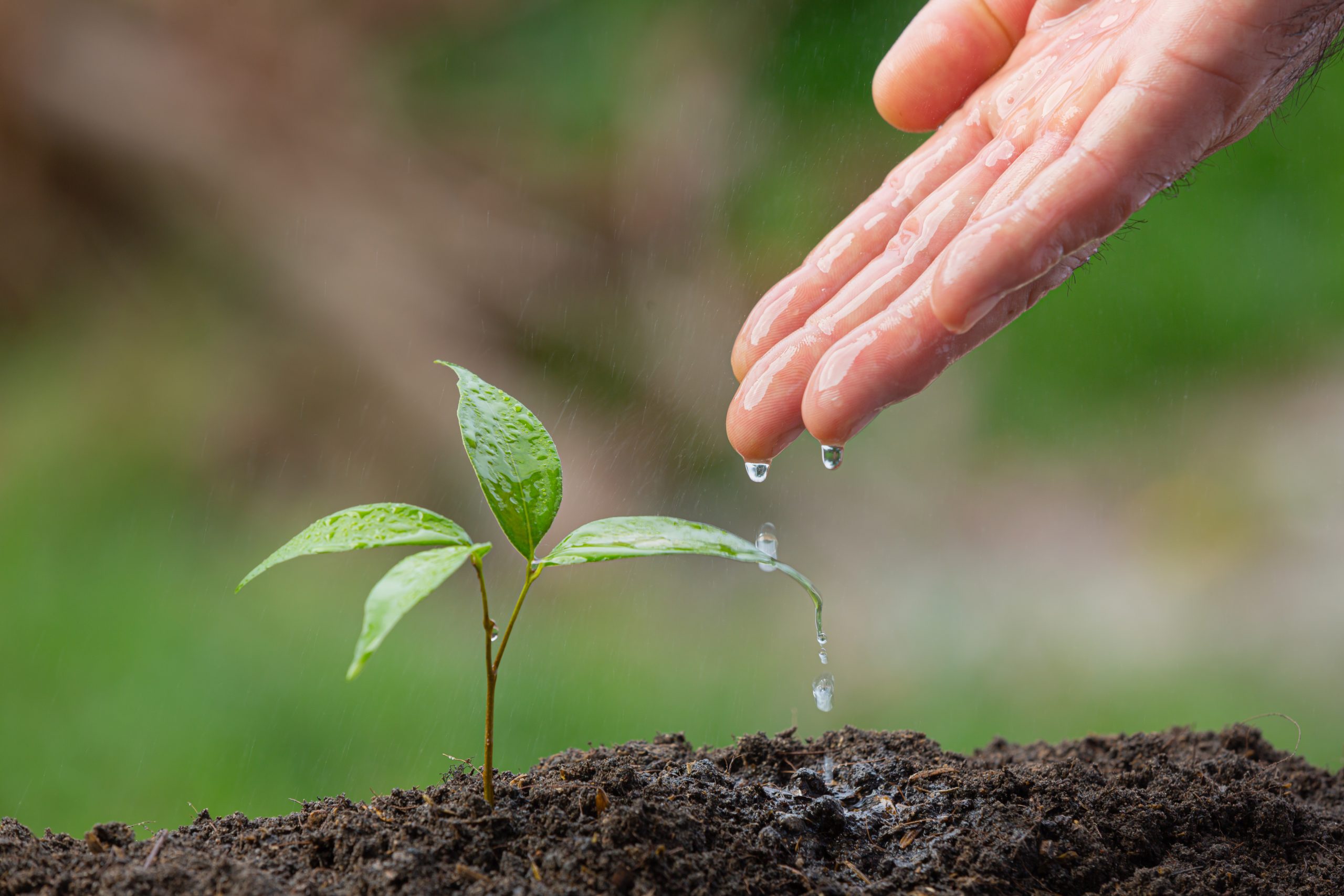 Sostegno all’agricoltura e impatto ambientale, un’analisi dell’OCSE