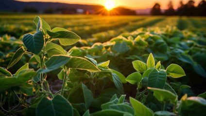 Rinnovabili • Rischio di deforestazione, nuovo indice globale dall'UE