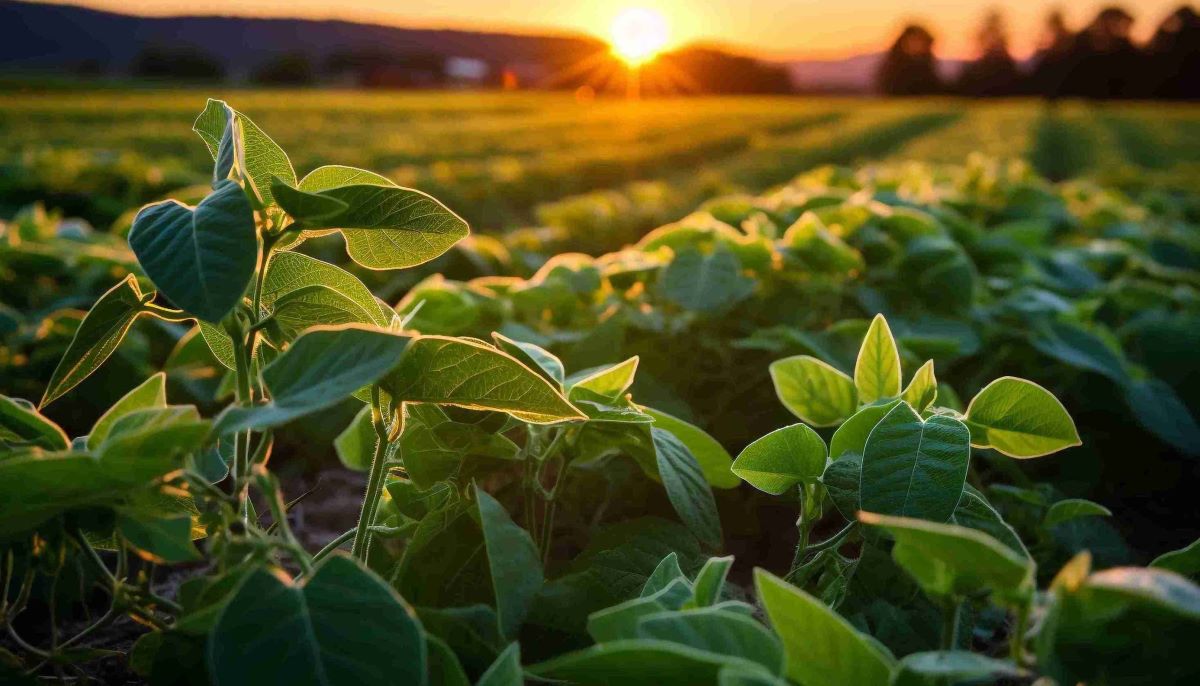Rinnovabili • Rischio di deforestazione, nuovo indice globale dall'UE