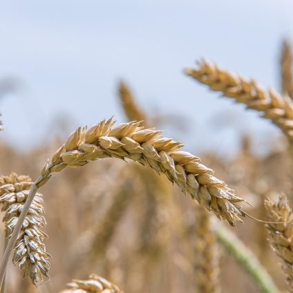 Rinnovabili • Eventi climatici estremi tra le cause della crisi alimentare globale insieme alle guerre
