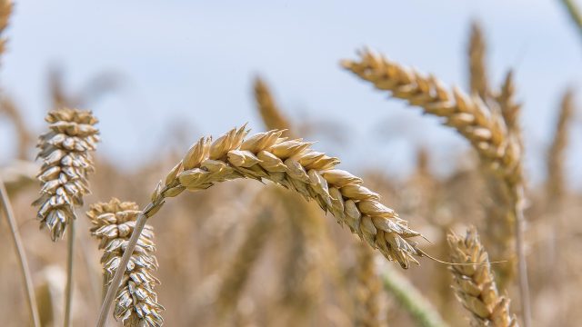 Rinnovabili • Eventi climatici estremi tra le cause della crisi alimentare globale insieme alle guerre