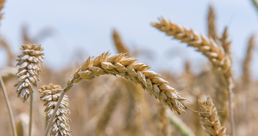 Rinnovabili • Eventi climatici estremi tra le cause della crisi alimentare globale insieme alle guerre