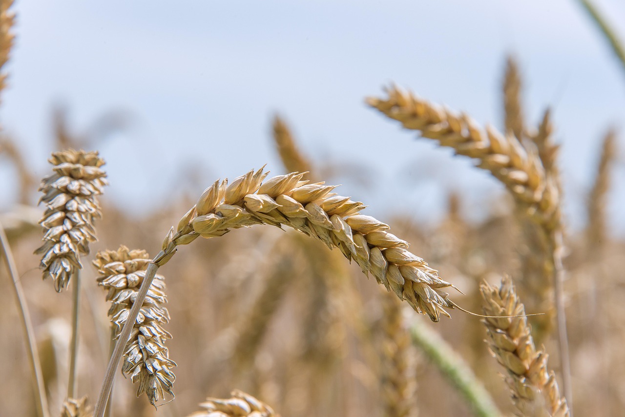Rinnovabili • Eventi climatici estremi tra le cause della crisi alimentare globale insieme alle guerre