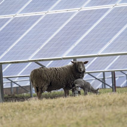 Rinnovabili • I pannelli fotovoltaici proteggono le praterie dallo stress idrico nelle zone semi-aride