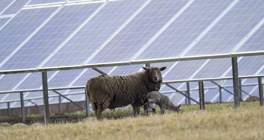 Rinnovabili • I pannelli fotovoltaici proteggono le praterie dallo stress idrico nelle zone semi-aride