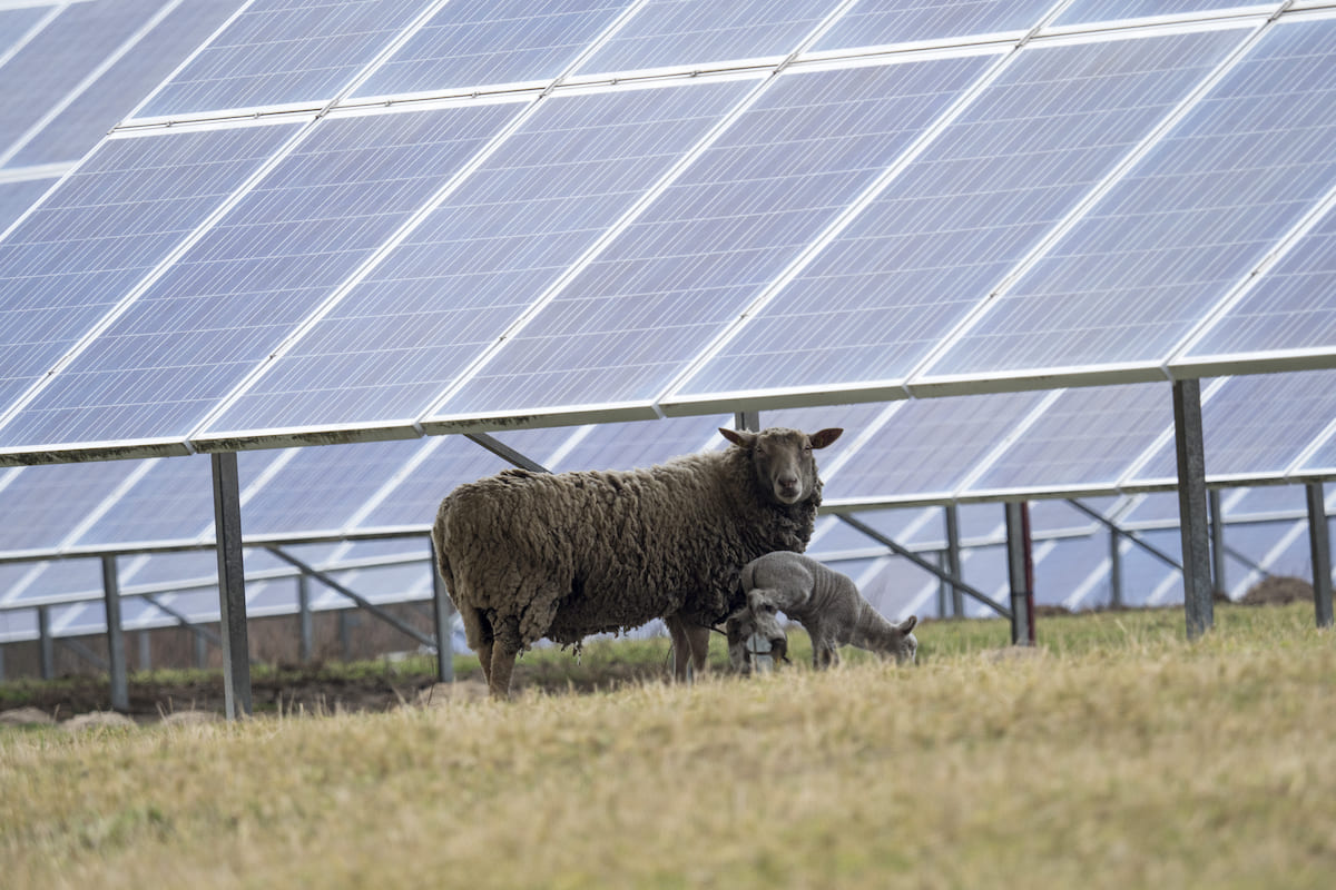 I pannelli fotovoltaici proteggono le praterie dallo stress idrico nelle zone semi-aride
