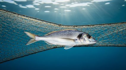 Rinnovabili • Pesca non sostenibile, sempre meno pesci nell'oceano
