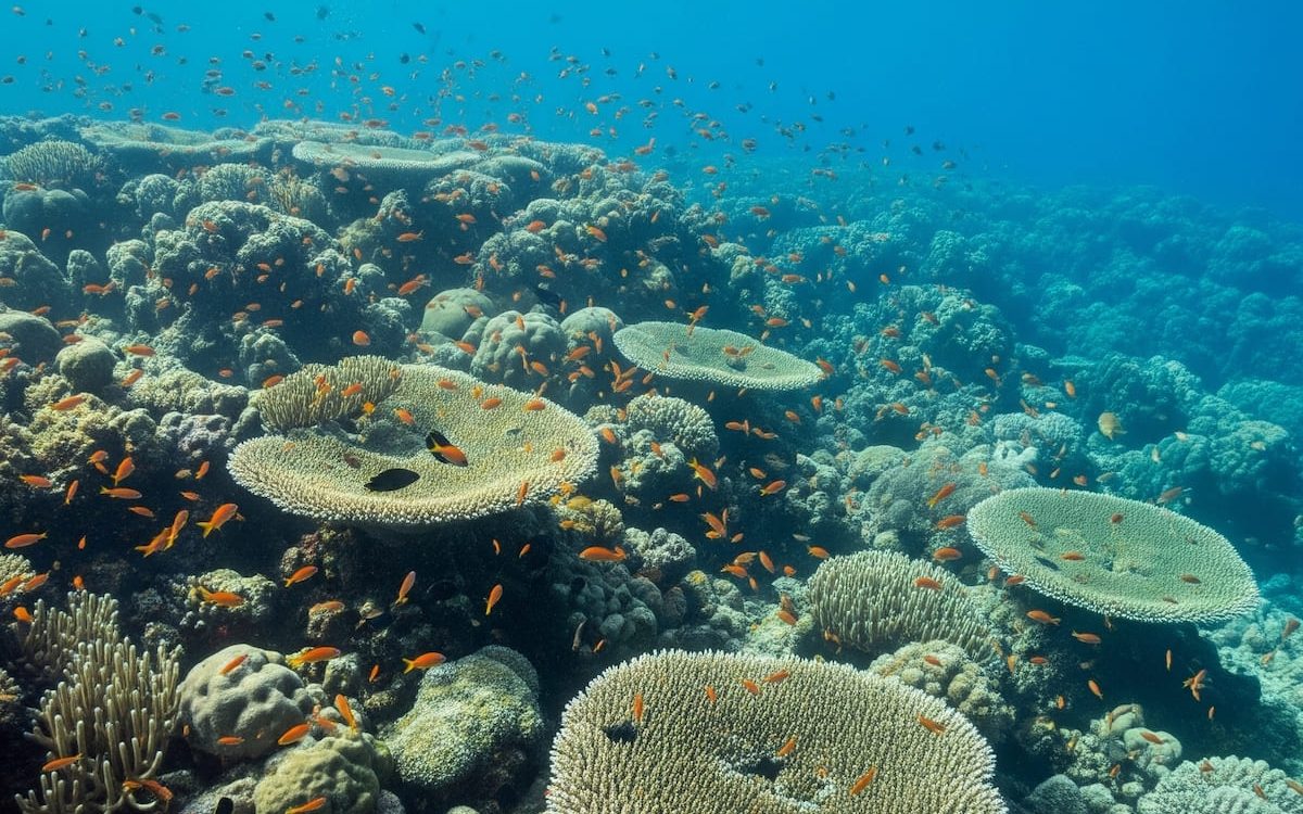 ONU: nel 2024 ondate di calore marine record per il sudovest del Pacifico