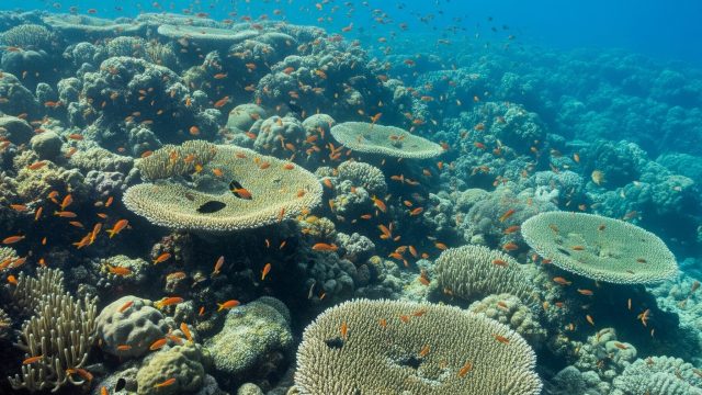 Rinnovabili • Ondate di calore marine 2024, record nel sudovest del Pacifico