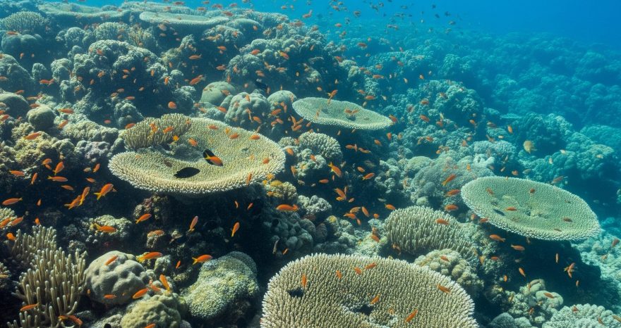 Rinnovabili • Ondate di calore marine 2024, record nel sudovest del Pacifico