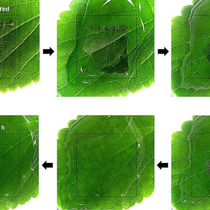 Rinnovabili • Rifiuti elettronici: memorie biodegradabili e ad alte prestazioni