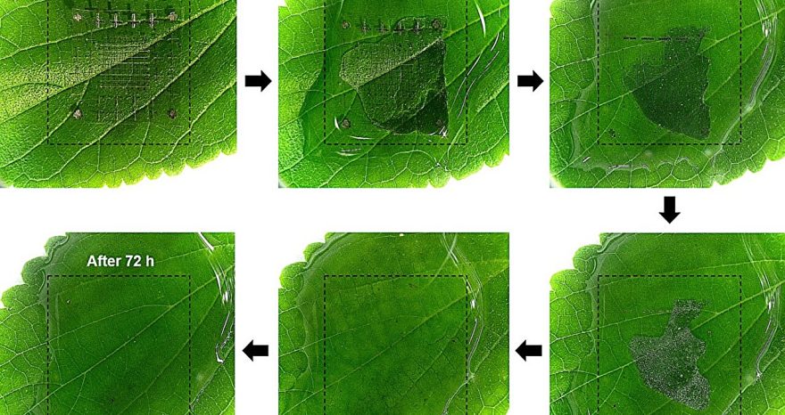 Rinnovabili • Rifiuti elettronici: memorie biodegradabili e ad alte prestazioni