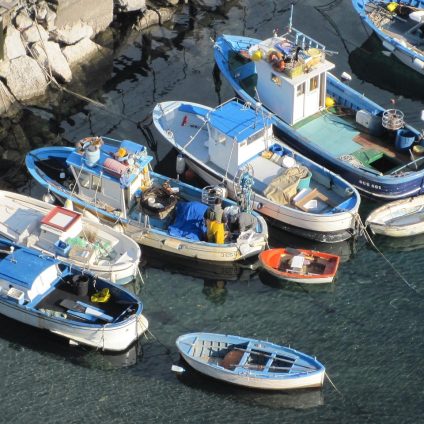 Rinnovabili • Filiera ittica, due bandi del MASAF mettono a disposizione 21 milioni di euro