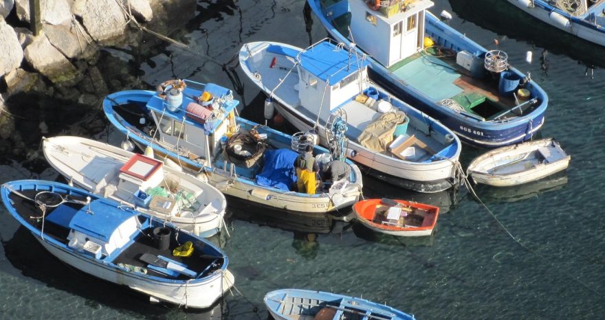 Rinnovabili • Filiera ittica, due bandi del MASAF mettono a disposizione 21 milioni di euro