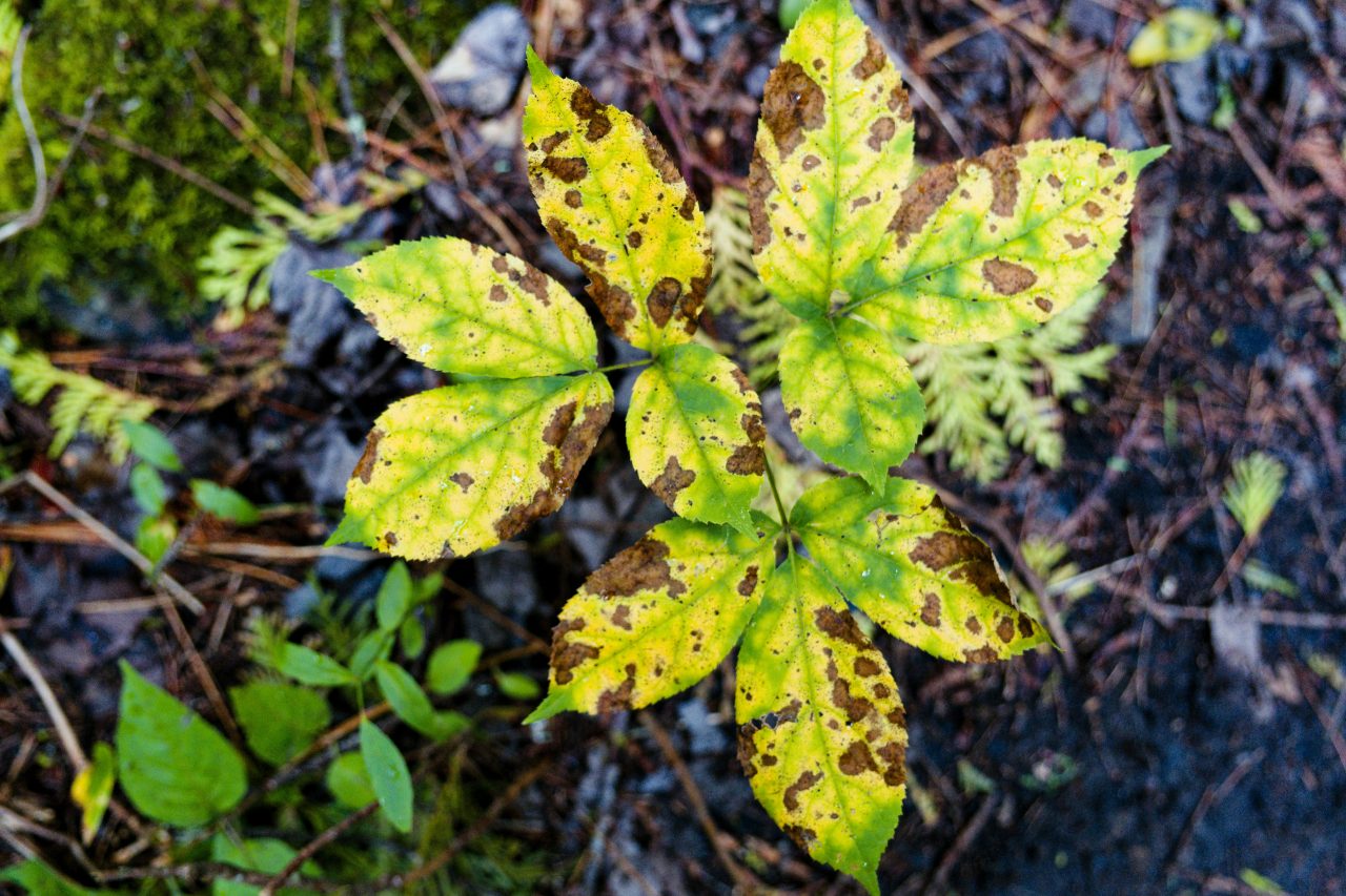 Rinnovabili • Un enzima per combattere le patologie vegetali