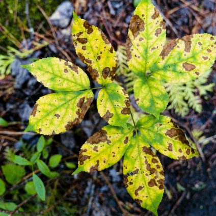 Rinnovabili • Un enzima per combattere le patologie vegetali