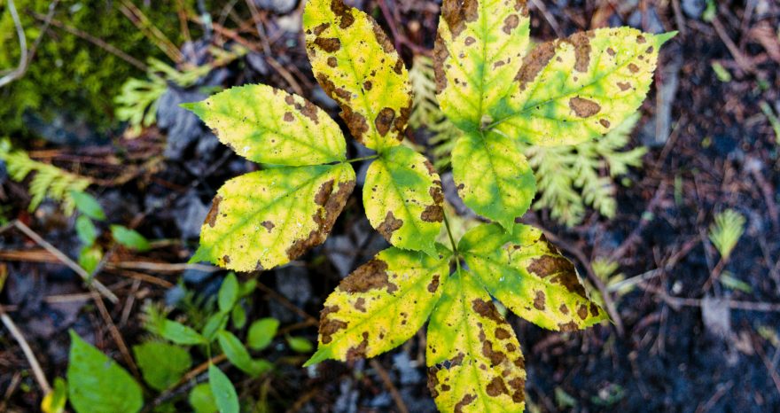 Rinnovabili • Un enzima per combattere le patologie vegetali