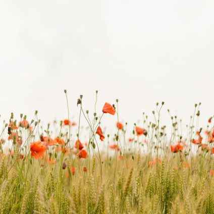 Rinnovabili • L’agricoltura rigenerativa è la chiave per l’alimentazione sostenibile?