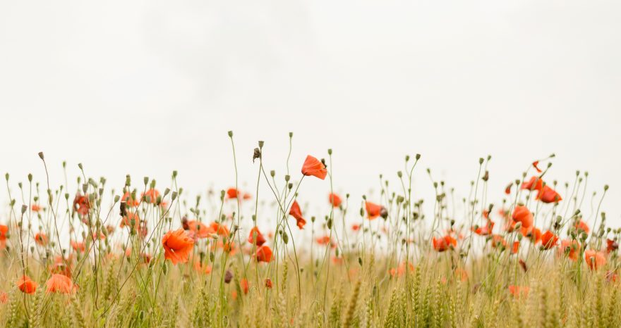 Rinnovabili • L’agricoltura rigenerativa è la chiave per l’alimentazione sostenibile?