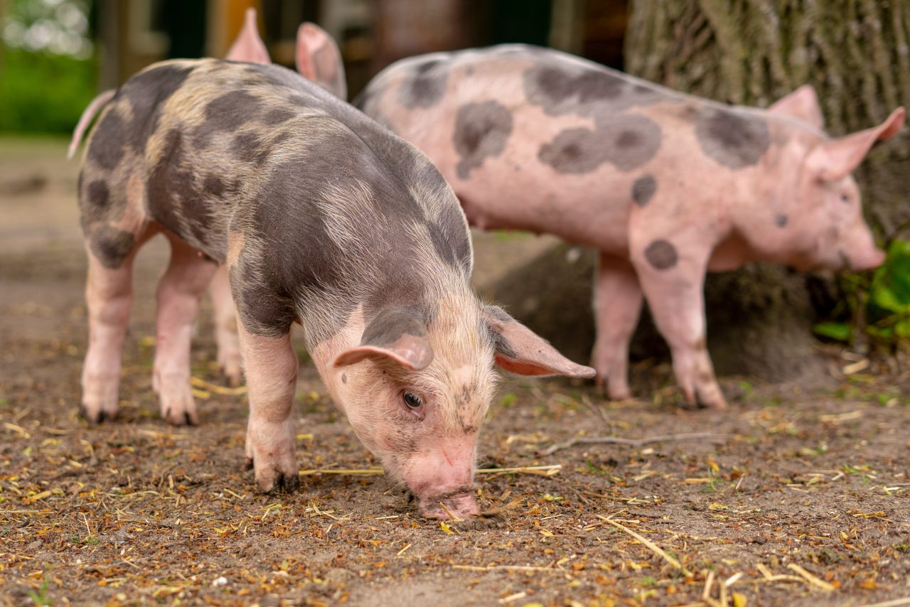 Rinnovabili • Peste suina africana, focolai in calo nell’Unione Europea