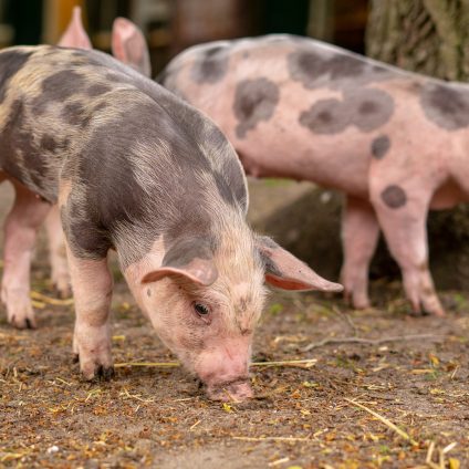 Rinnovabili • Peste suina africana, focolai in calo nell’Unione Europea
