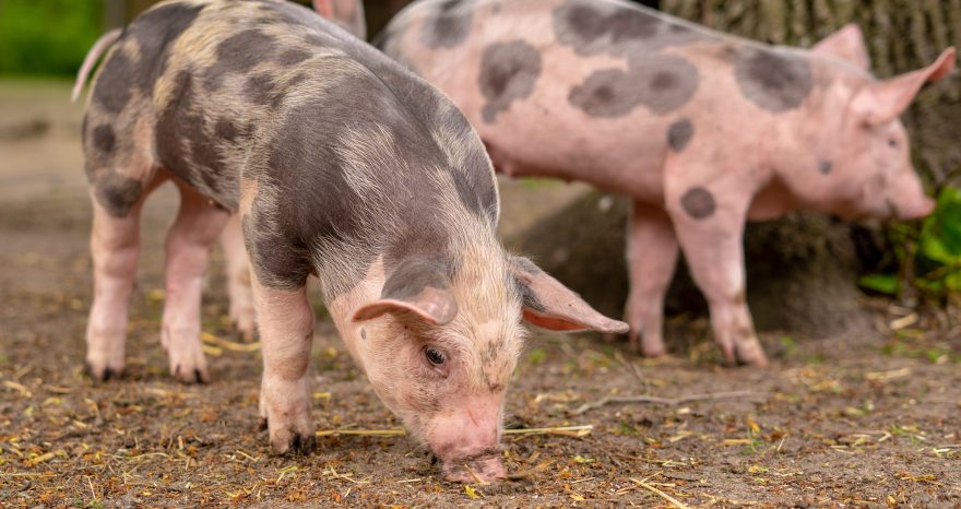 Rinnovabili • Peste suina africana, focolai in calo nell’Unione Europea