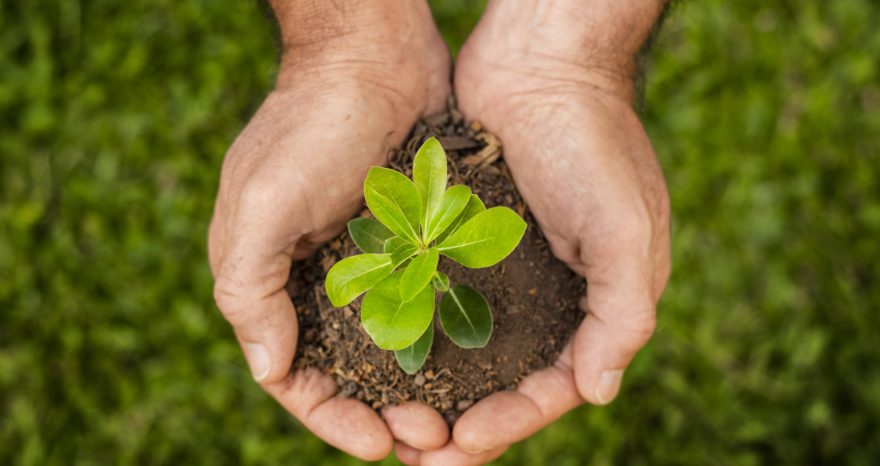 Rinnovabili • 11° Rapporto sulla Bioeconomia, perché le aziende scelgono la sostenibilità