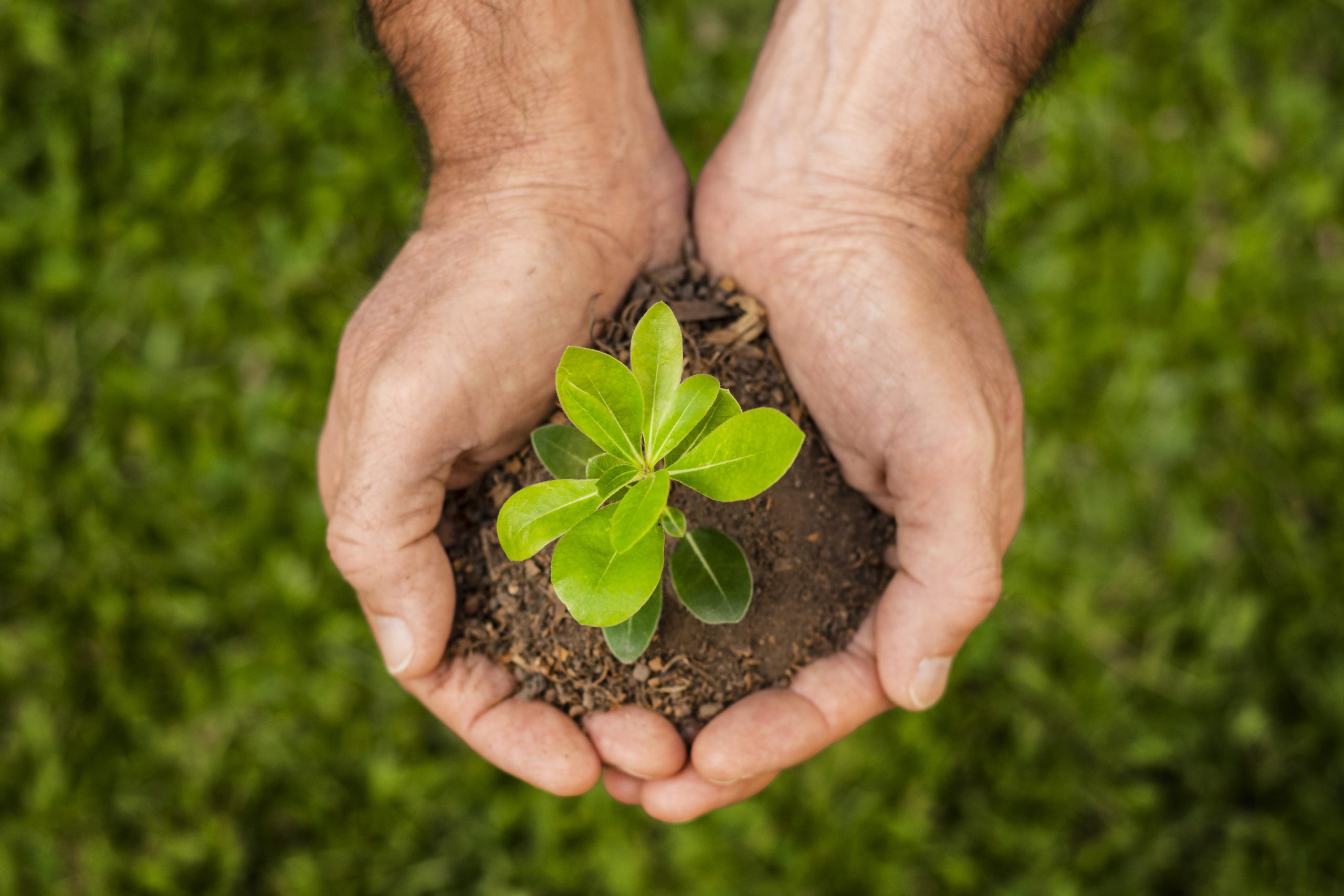 11° Rapporto sulla Bioeconomia, perché le aziende scelgono la sostenibilità