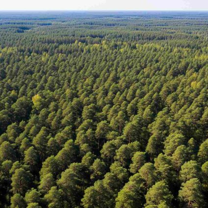 Rinnovabili • Legge anti deforestazione dell'Ue, chi vuole demolirla