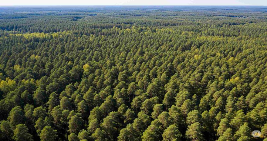 Rinnovabili • Legge anti deforestazione dell'Ue, chi vuole demolirla