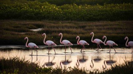 Rinnovabili • fenicotteri-risaie-delta-del-po
